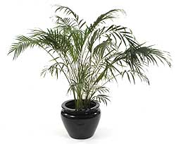 شامادورا - نخل گربه